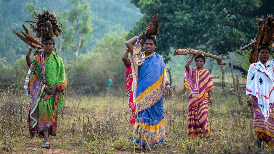 Eine Gruppe von Bäuerinnen trägt Brennholz aus dem Wald in Saleju, Kandhamal, nach Hause.